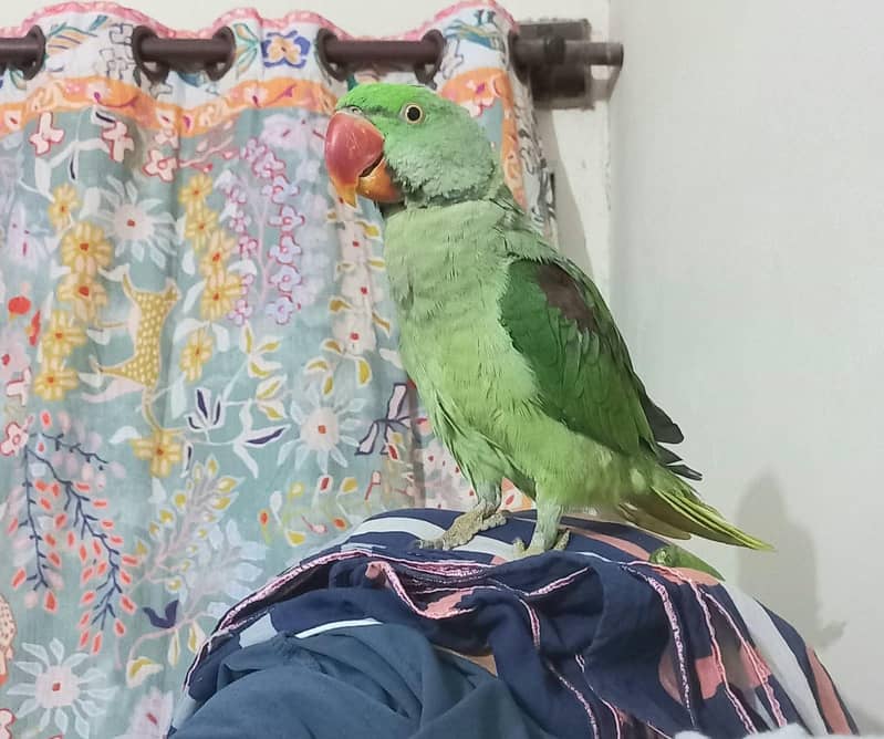 Raw parrot 3