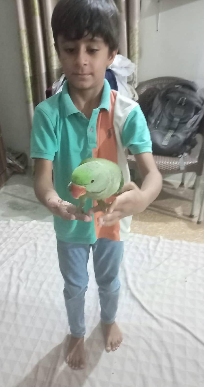 Raw parrot 4