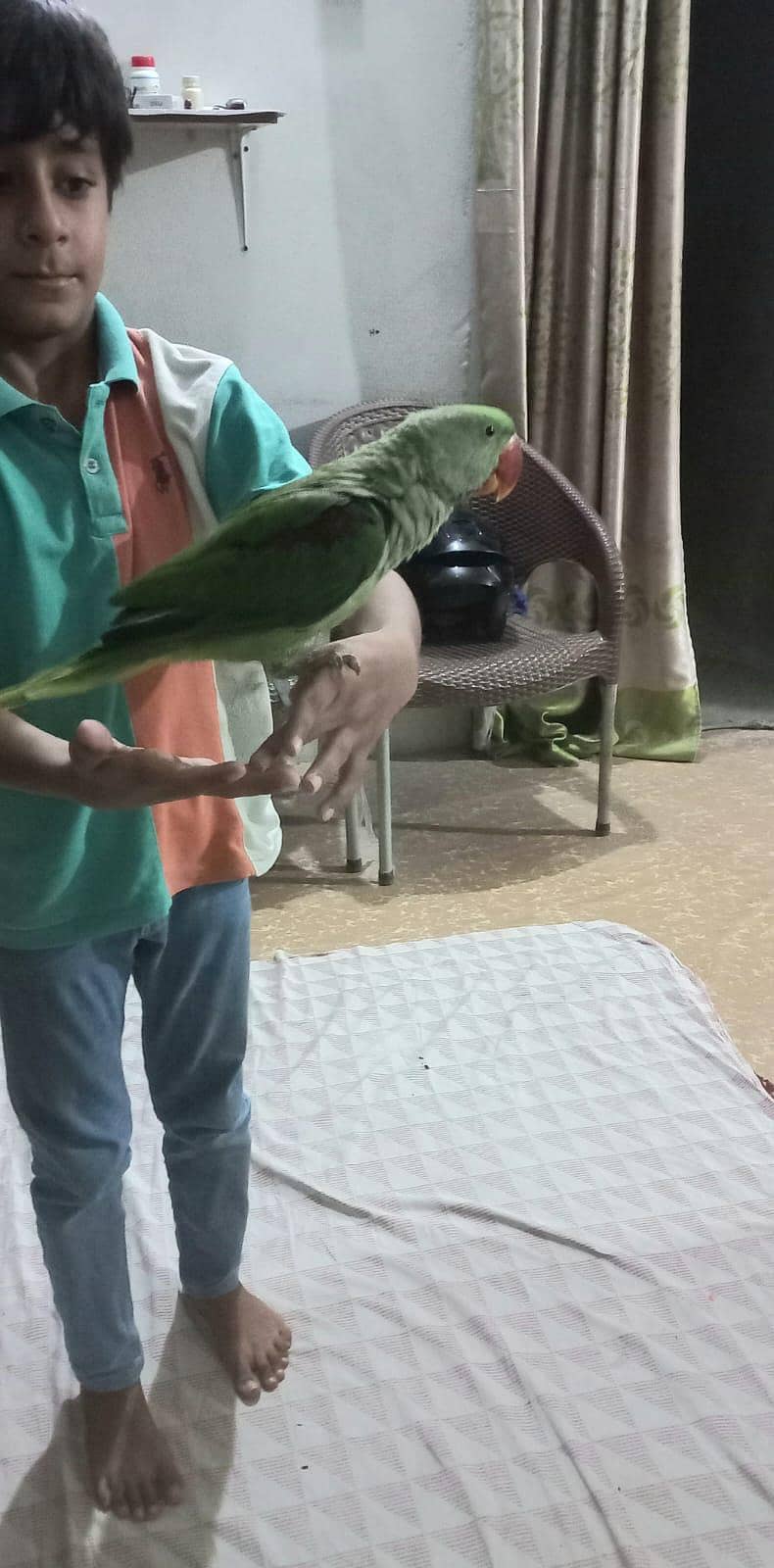 Raw parrot 5