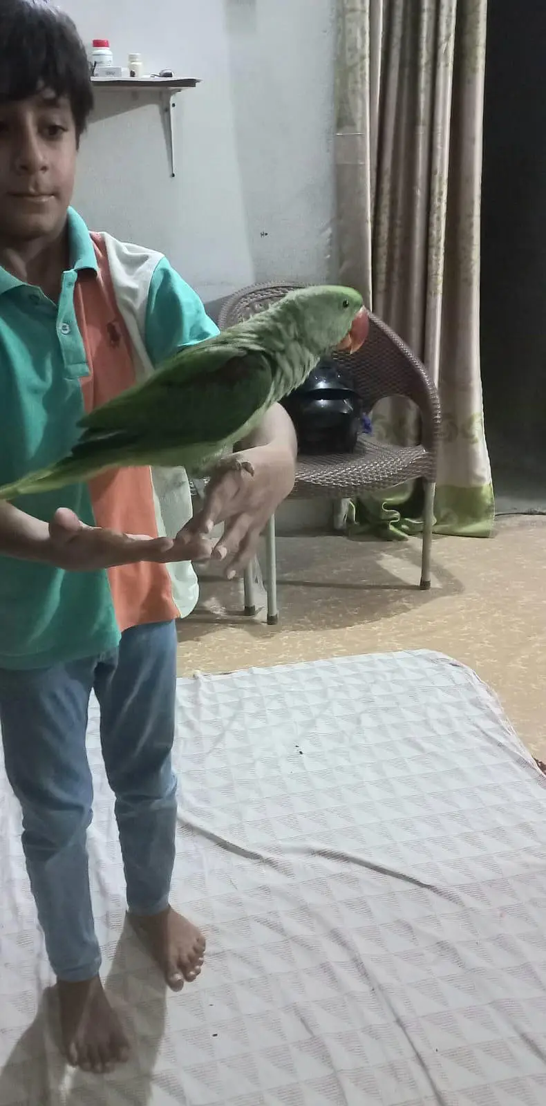 Raw parrot — photo 6