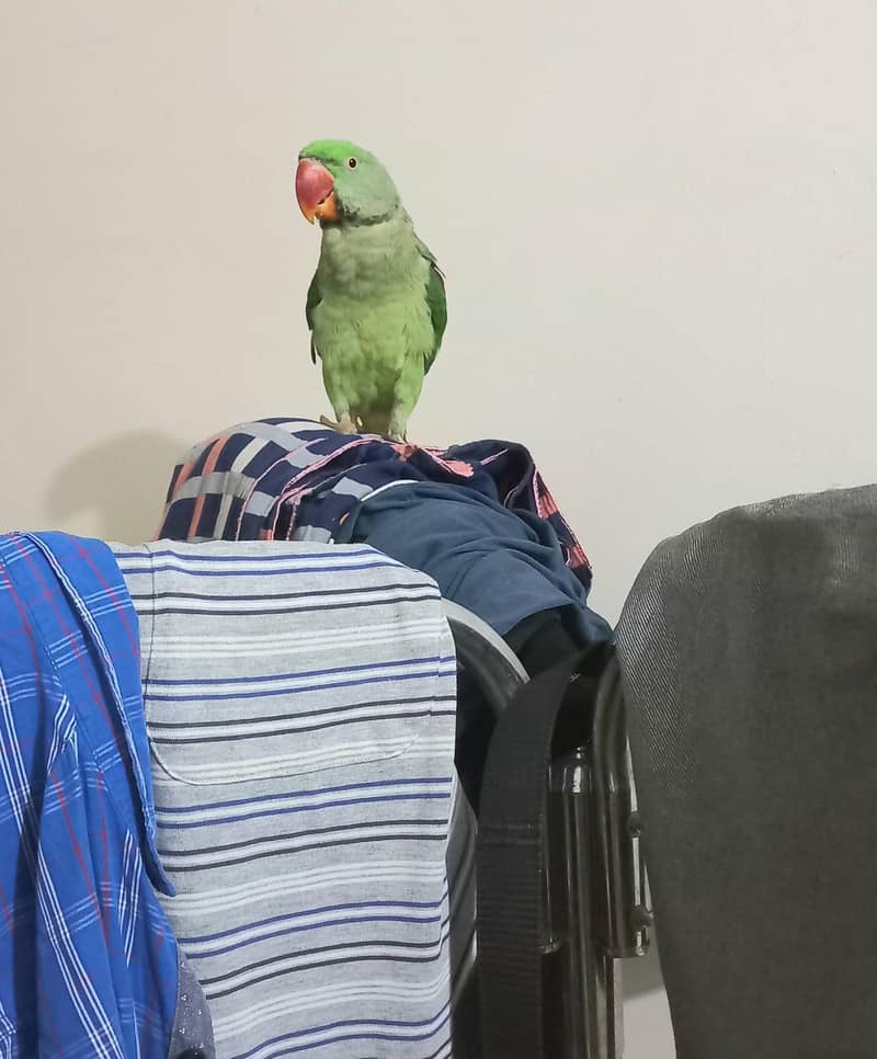 Raw parrot 6
