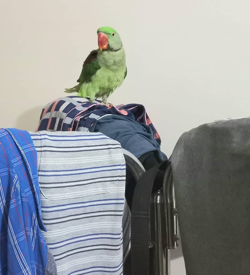 Raw parrot 7