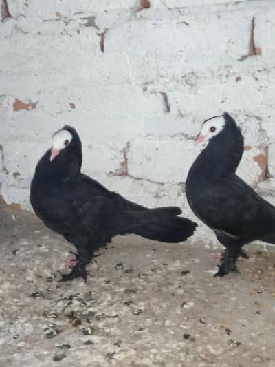beautiful Sherazi pair