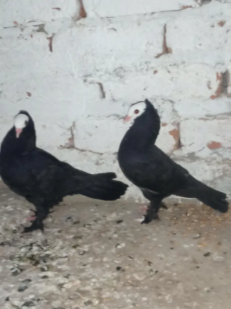 beautiful Sherazi pair — photo 2