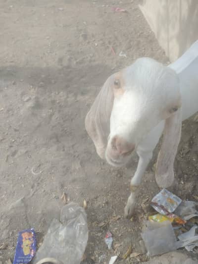 Bakra breeder h healthy and Activ white or brown colour me