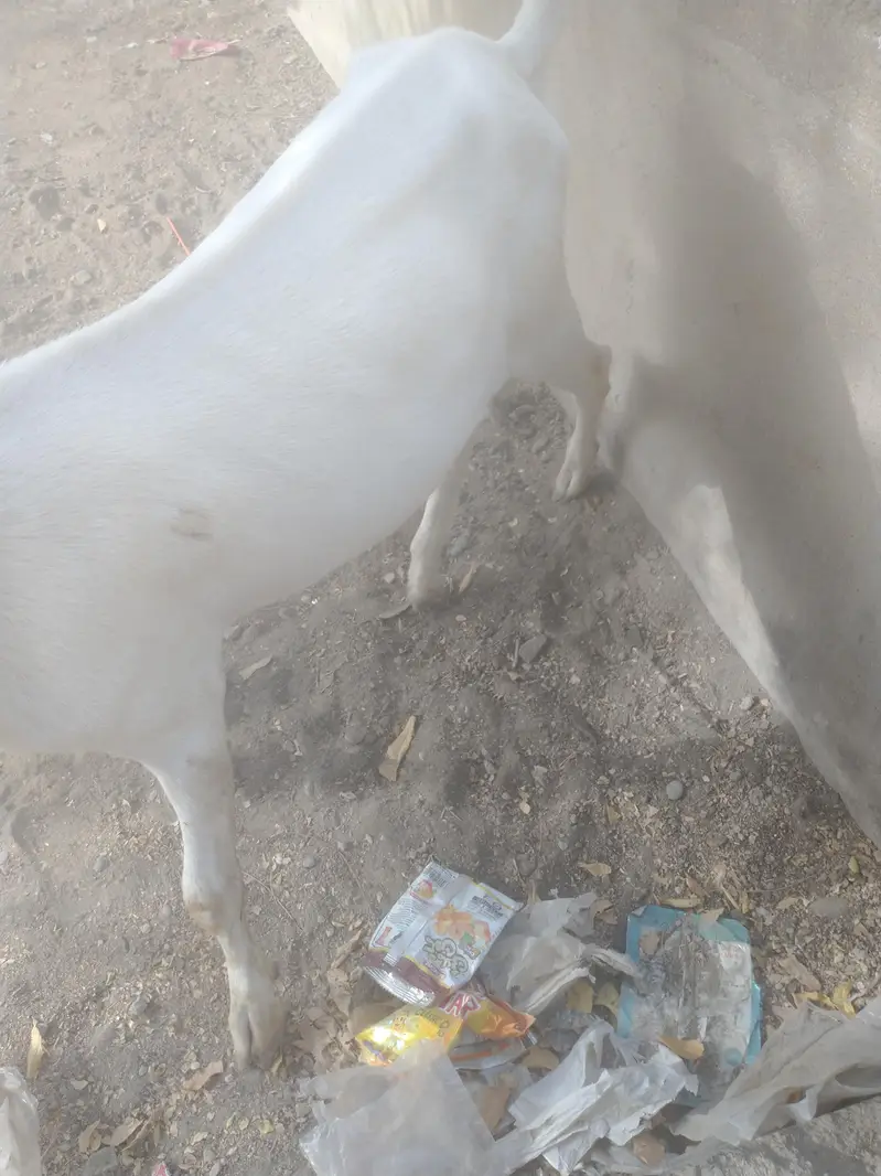 Bakra breeder h healthy and Activ white or brown colour me — photo 2