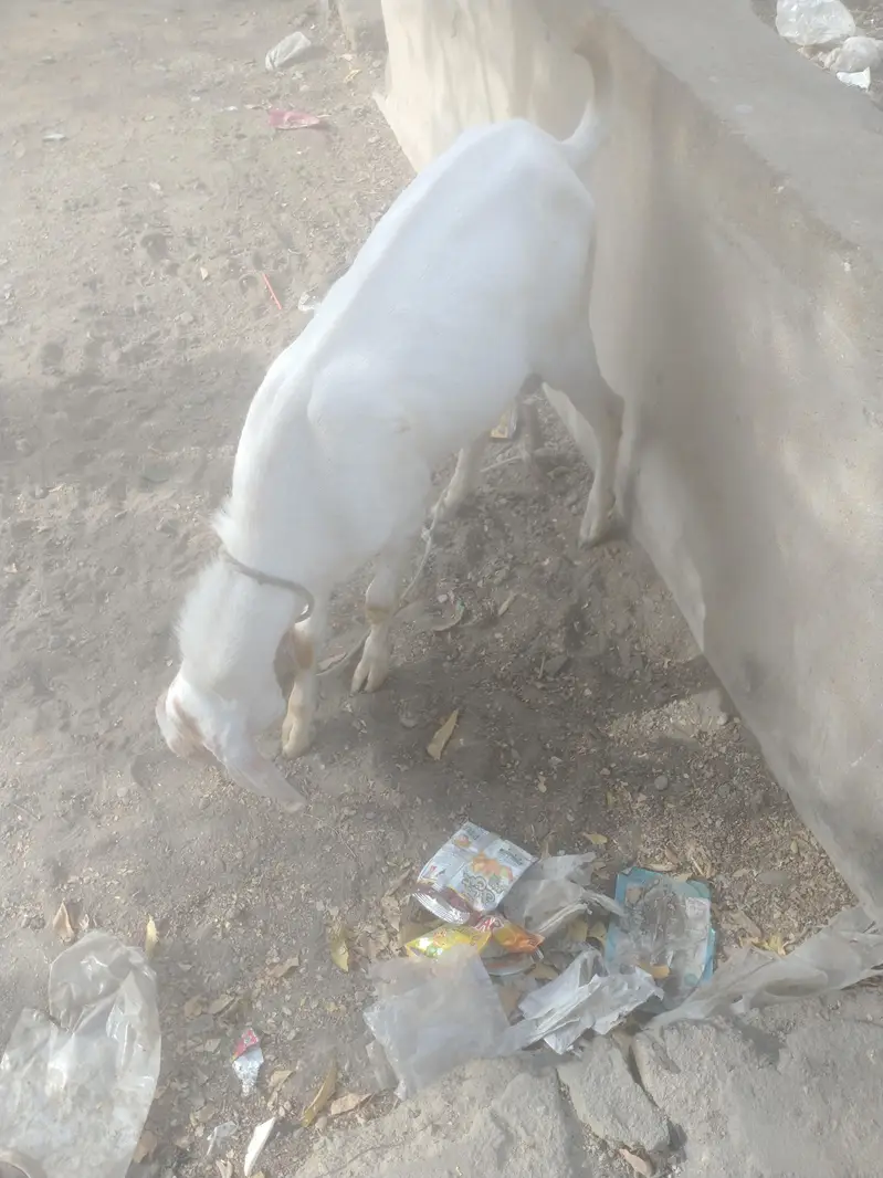 Bakra breeder h healthy and Activ white or brown colour me — photo 3