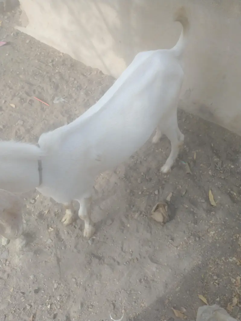 Bakra breeder h healthy and Activ white or brown colour me — photo 4