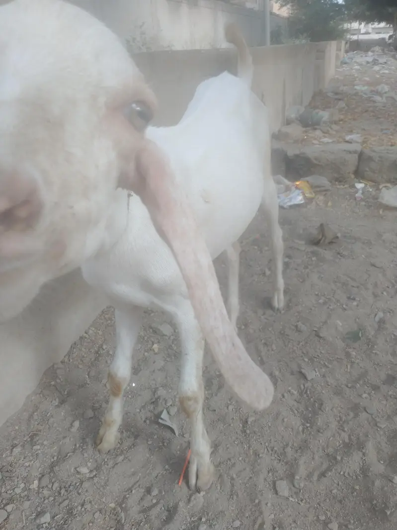 Bakra breeder h healthy and Activ white or brown colour me — photo 5