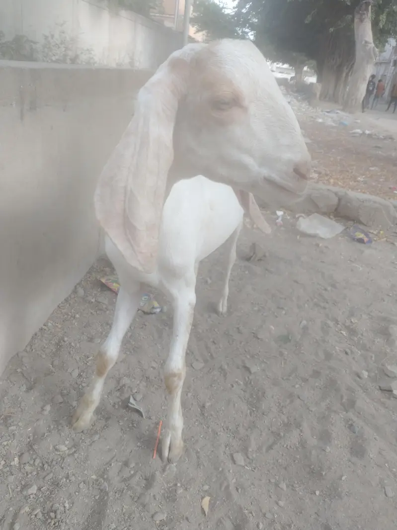 Bakra breeder h healthy and Activ white or brown colour me — photo 6