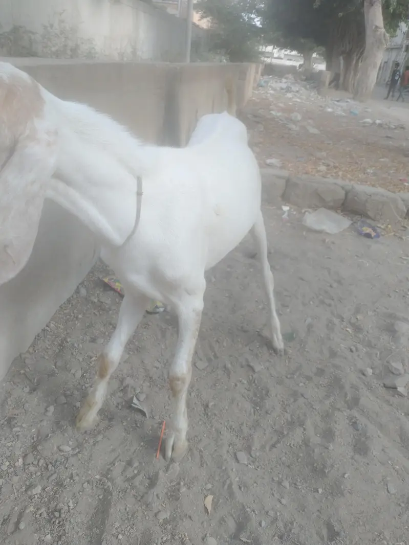 Bakra breeder h healthy and Activ white or brown colour me — photo 7