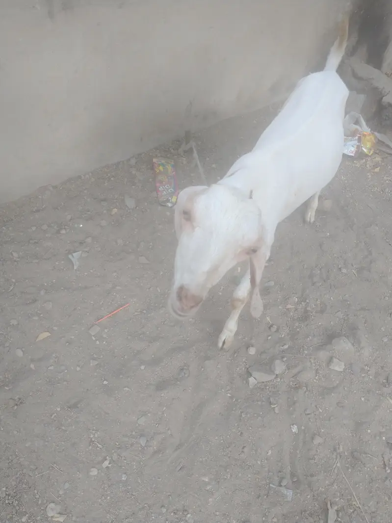 Bakra breeder h healthy and Activ white or brown colour me — photo 8
