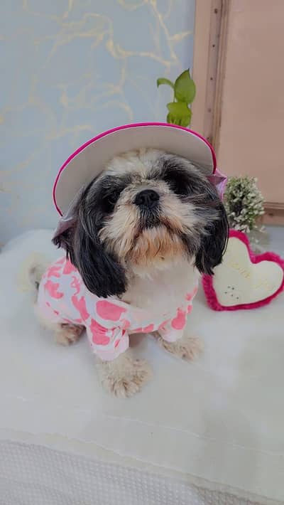 pure Shihtzu miniature female