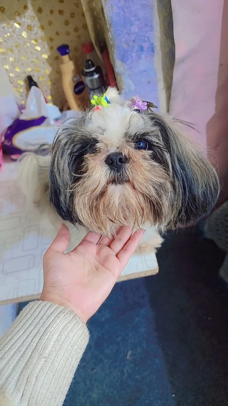 pure Shihtzu miniature female — photo 2