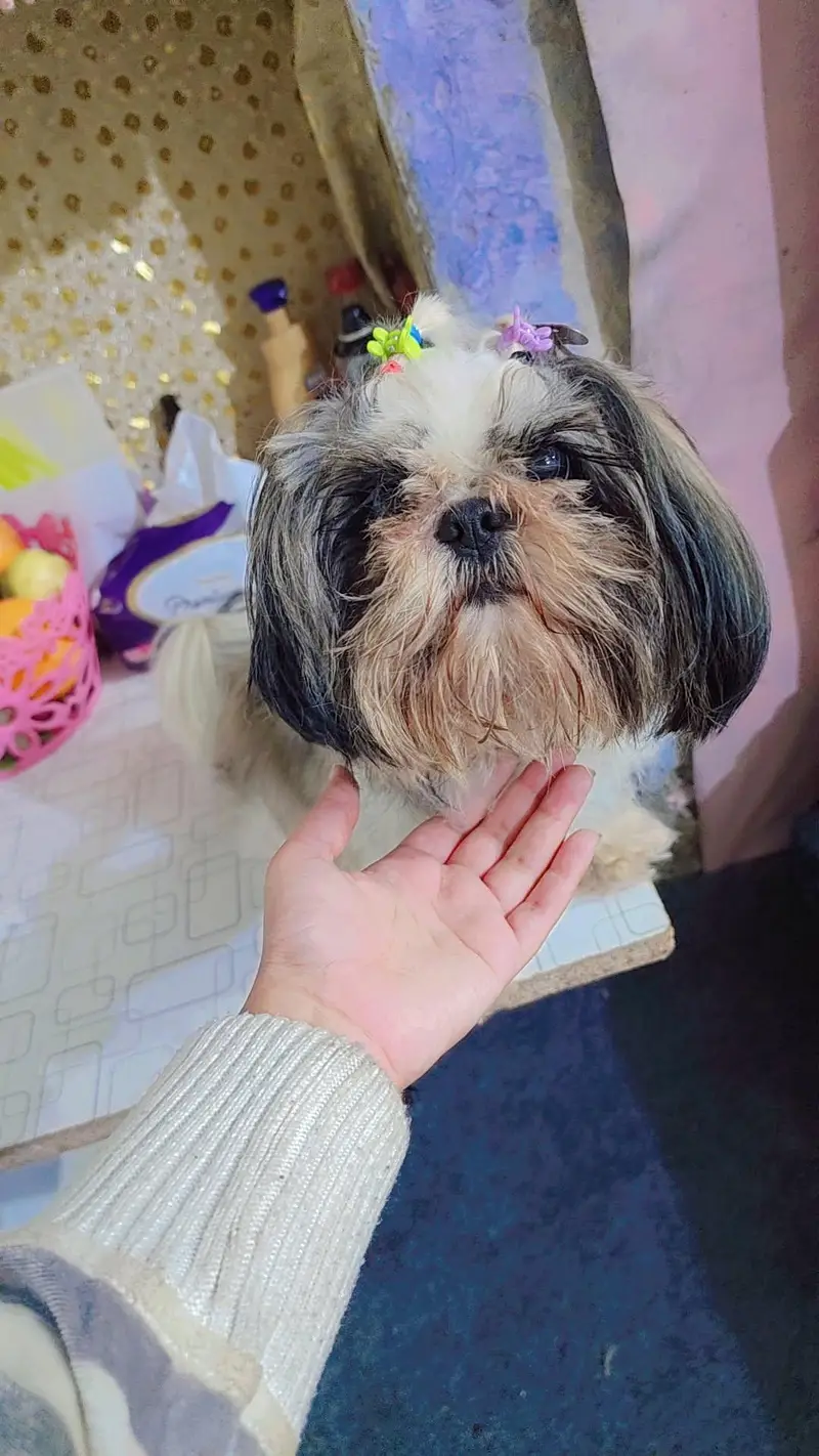 pure Shihtzu miniature female — photo 3