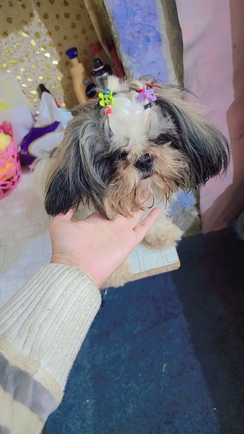 pure Shihtzu miniature female — photo 4
