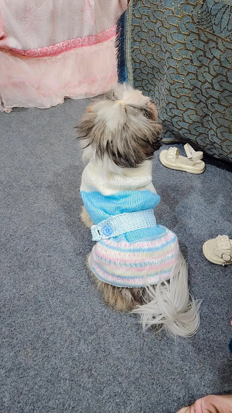 pure Shihtzu miniature female — photo 5