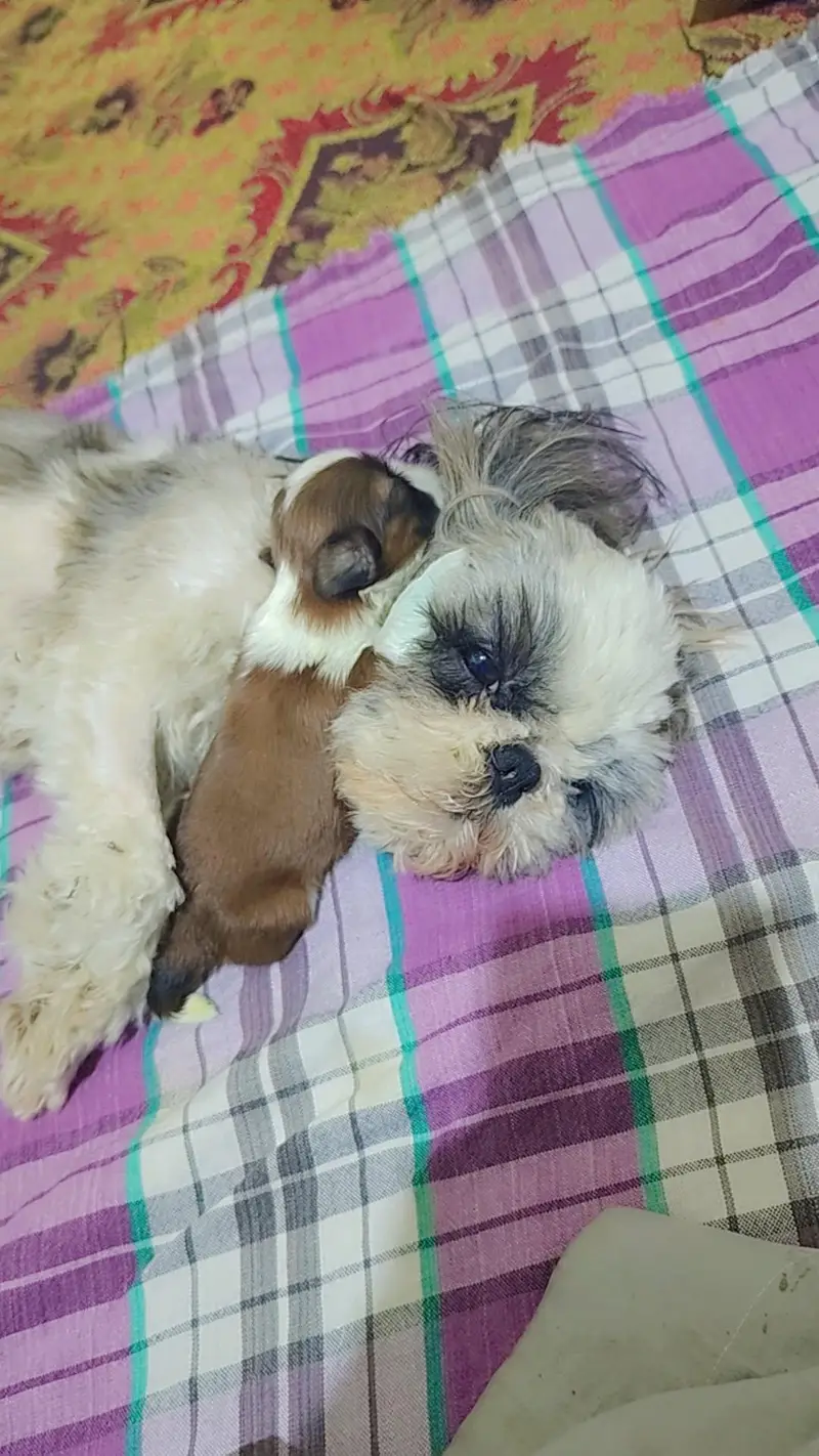 pure Shihtzu miniature female — photo 6