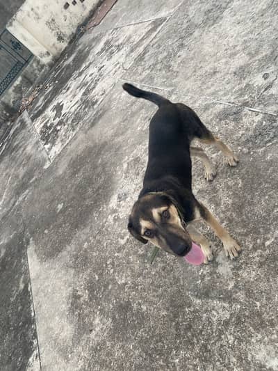 Beautiful Healthy Dog for Sale