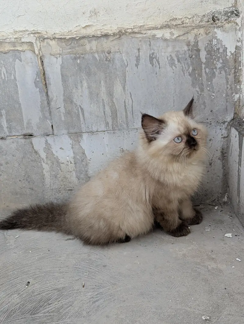 Persian cats pair — photo 4