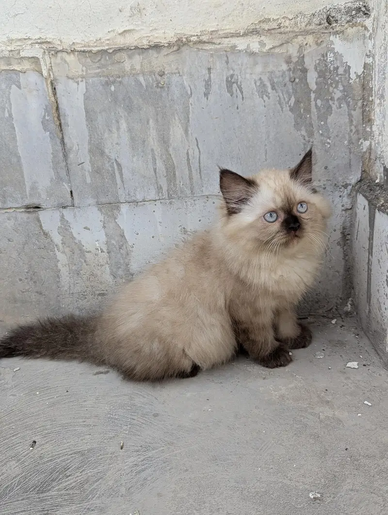 Persian cats pair — photo 5