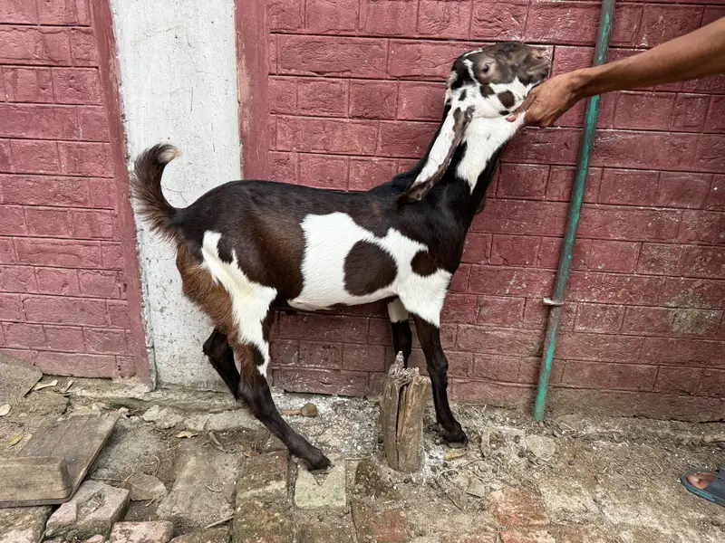 Beetal lal dabba — photo 2
