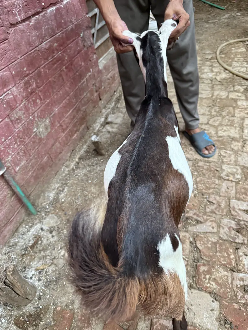 Beetal lal dabba — photo 3