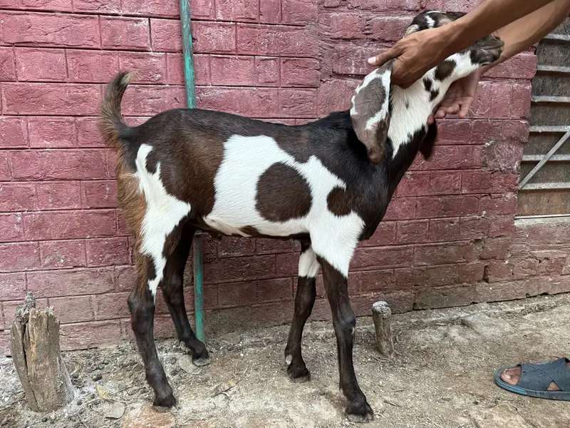 Beetal lal dabba — photo 4