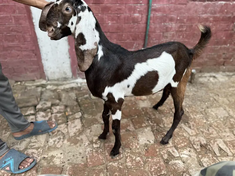 Beetal lal dabba — photo 5