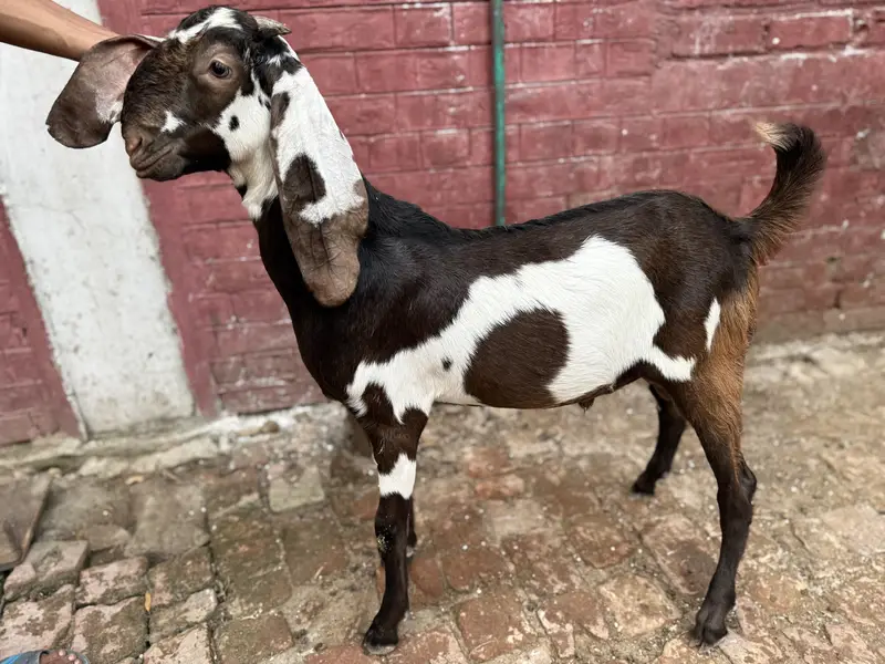 Beetal lal dabba — photo 6