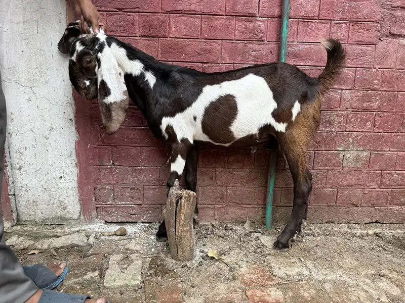 Beetal lal dabba — photo 7