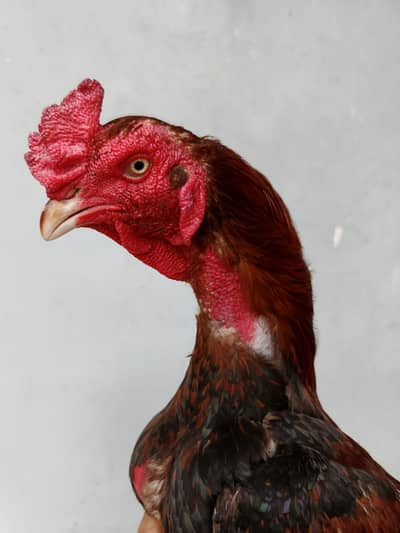 Aseel pair available full healtyj and active