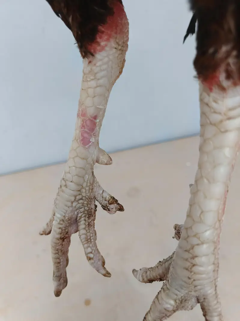 Aseel pair available full healtyj and active — photo 2