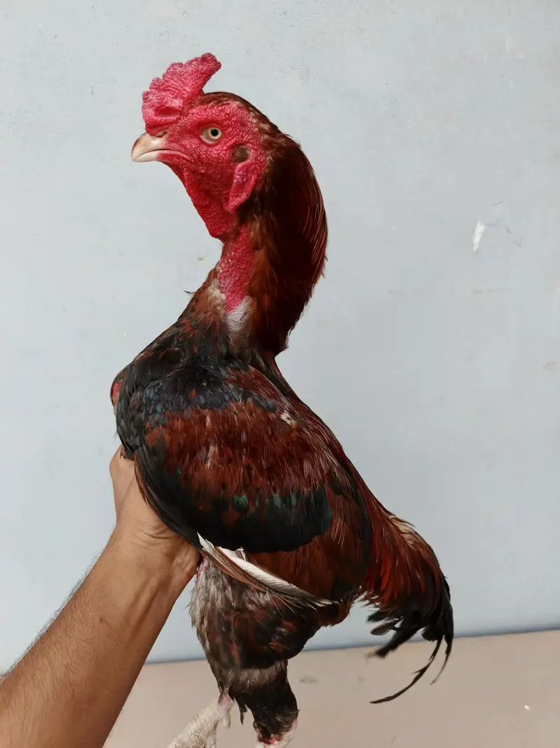 Aseel pair available full healtyj and active — photo 3