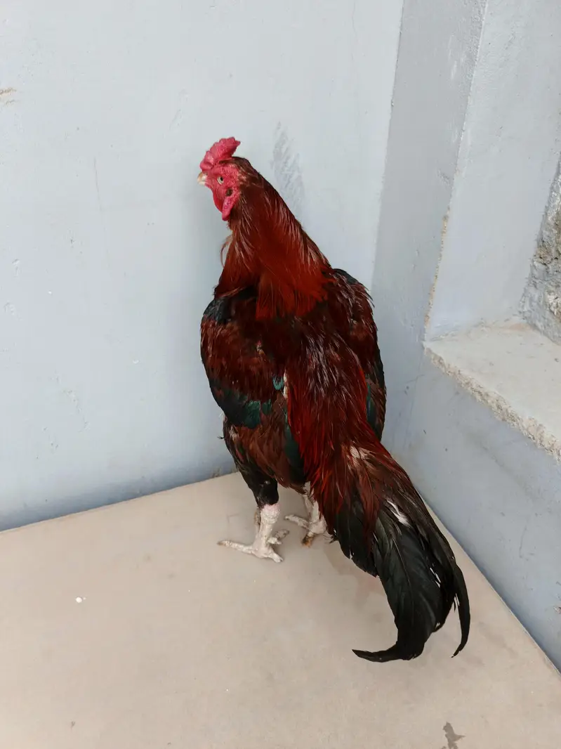 Aseel pair available full healtyj and active — photo 4