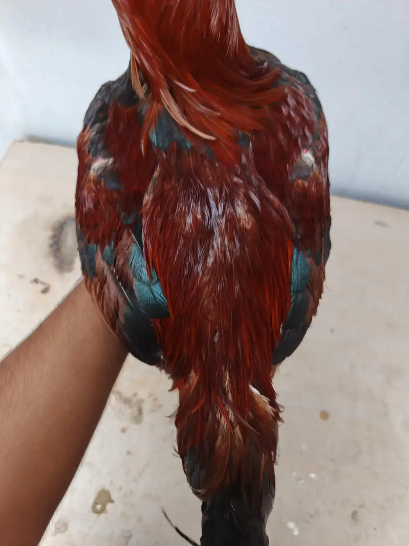 Aseel pair available full healtyj and active — photo 5