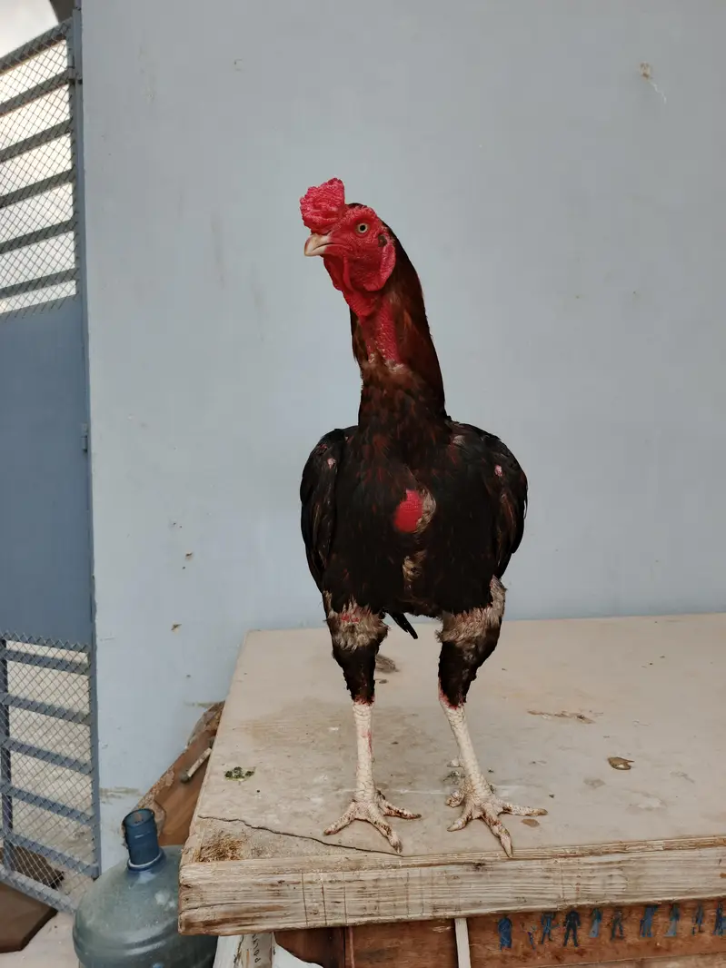 Aseel pair available full healtyj and active — photo 6