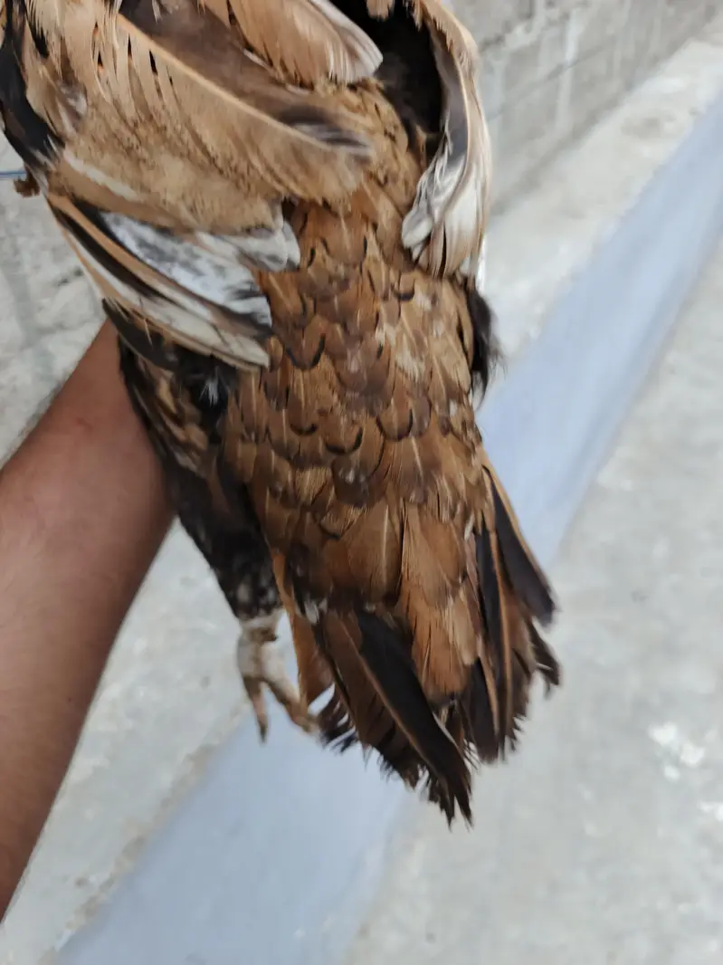 Aseel pair available full healtyj and active — photo 7