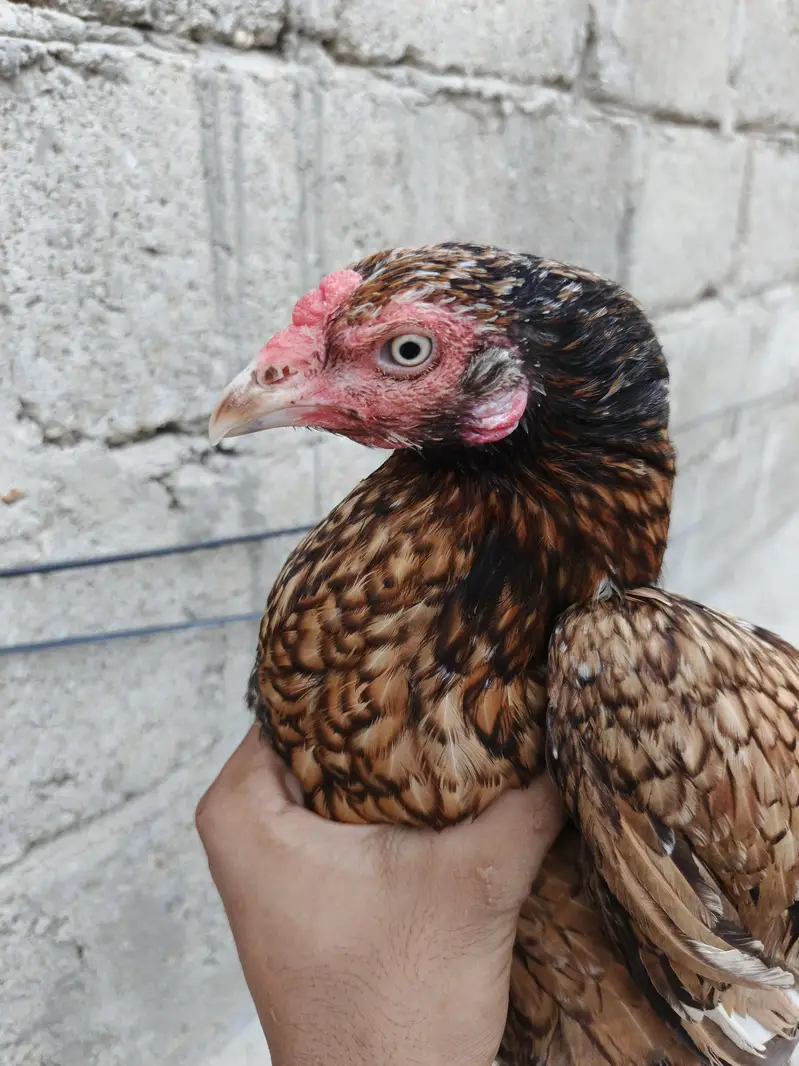 Aseel pair available full healtyj and active — photo 9