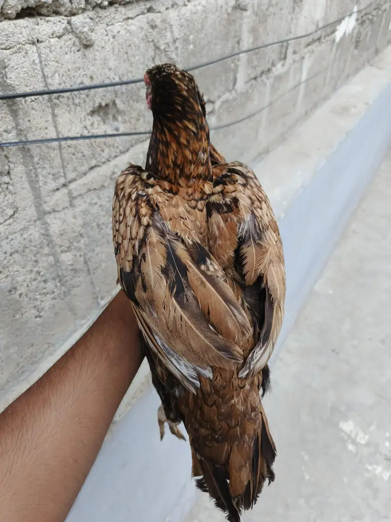 Aseel pair available full healtyj and active — photo 11