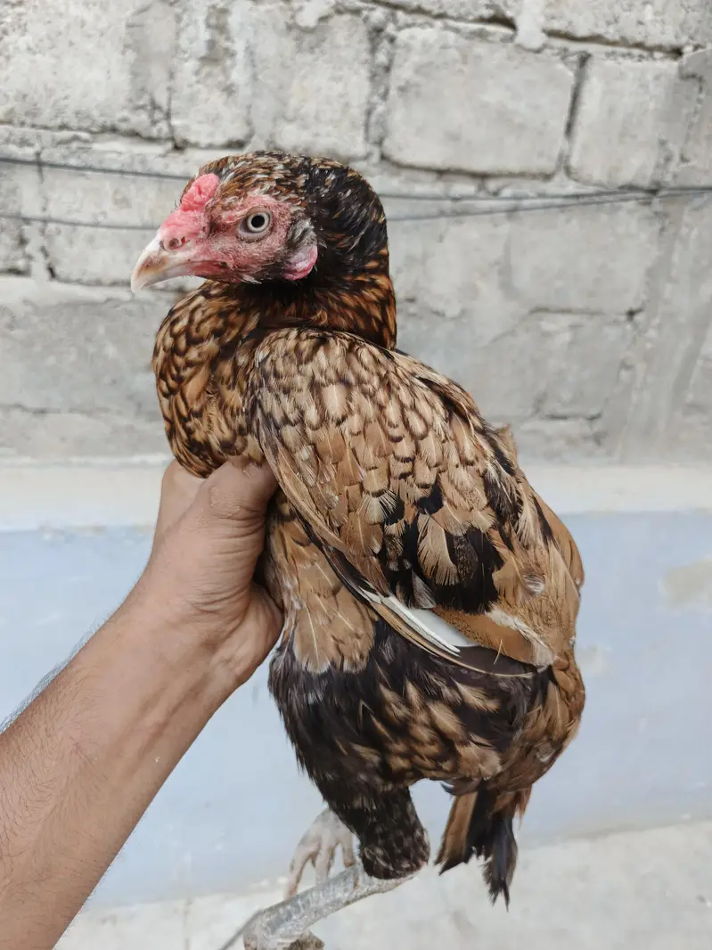 Aseel pair available full healtyj and active — photo 12