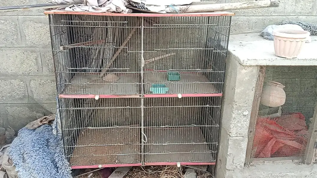 parrots cage — photo 2