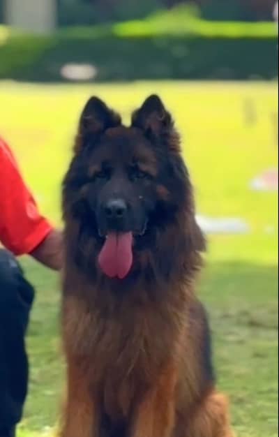 German Shepherd | Long Coat German Shepherd | German Dogs | GSD Dog