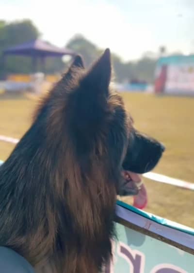 German Shepherd | Long Coat German Shepherd | German Dogs | GSD Dog