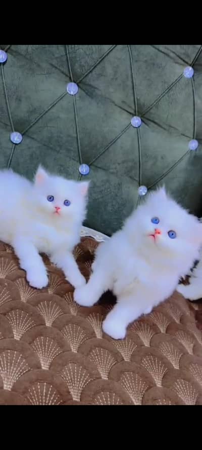 Quality Persian cat & Kittens. Male & female 03479996792. whatsapp