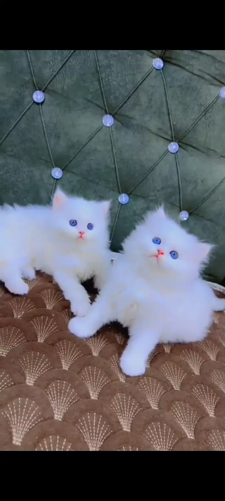 Quality Persian cat & Kittens. Male & female 03479996792. whatsapp — photo 2