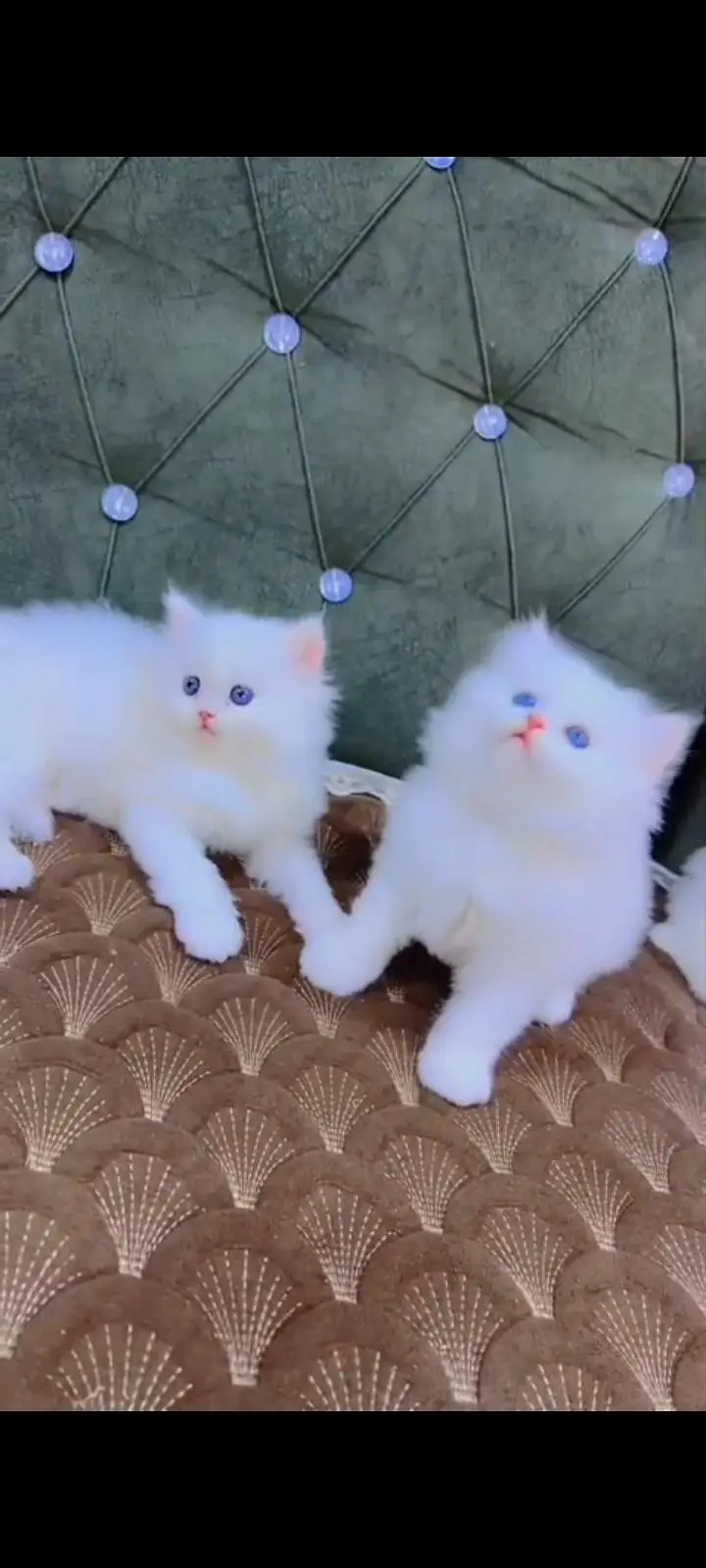 Quality Persian cat & Kittens. Male & female 03479996792. whatsapp — photo 3