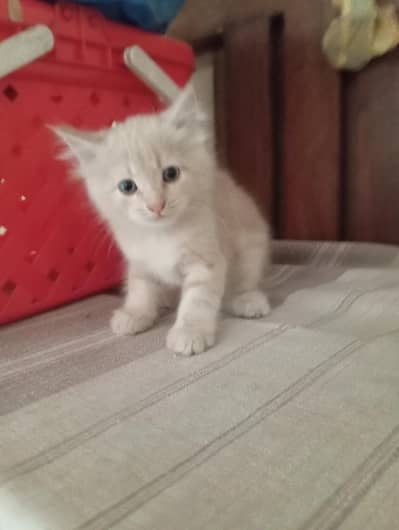 Persian pair kittens male and female triple coat