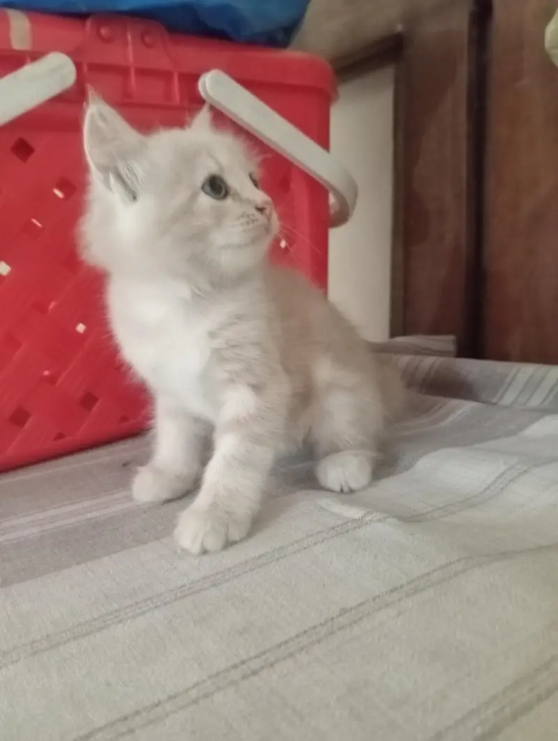 Persian pair kittens male and female triple coat — photo 2