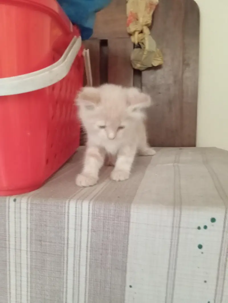 Persian pair kittens male and female triple coat — photo 3